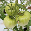085004_20180611150109_04.JPG