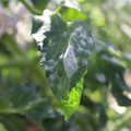 085002_20181101102336_01.JPG