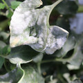 085002_20181101102538_03.JPG