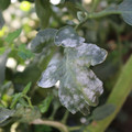 085002_20181101102659_01.JPG