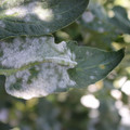 085002_20181101102742_05.JPG