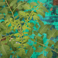 085003_20181016103142_01.JPG