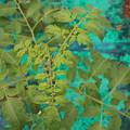 085003_20181016103143_01.JPG