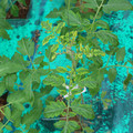 085003_20181016103441_01.JPG