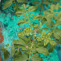 085003_20181016103500_05.JPG