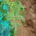 085003_20181016103531_04.JPG