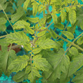 085003_20181016103632_01.JPG