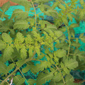 085003_20181016103640_01.JPG