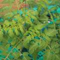 085003_20181016103644_01.JPG