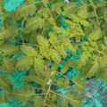 085003_20181016103710_03.JPG