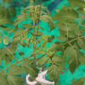 085003_20181016103732_01.JPG