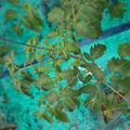 085003_20181016103808_03.JPG