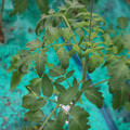 085003_20181016103809_04.JPG
