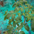 085003_20181016103810_01.JPG