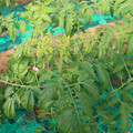 085003_20181022091036_04.JPG
