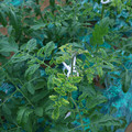085003_20181026142802_02.JPG