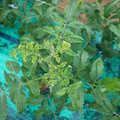 085003_20181026142824_03.JPG