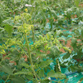 085003_20181026142855_01.JPG