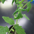 085005_20180530133706_01.JPG