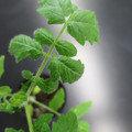 085005_20180530134012_01.JPG