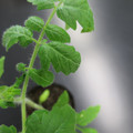 085005_20180530134016_01.JPG