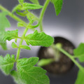 085005_20180530134327_01.JPG