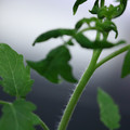 085005_20180530134458_03.JPG