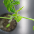 085005_20180530140040_01.JPG