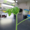 085005_20180530140126_01.JPG