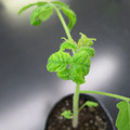 085005_20180530140132_01.JPG
