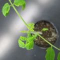 085005_20180530140140_01.JPG