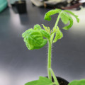 085005_20180530140206_01.JPG