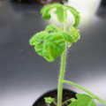 085005_20180530140209_01.JPG