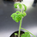 085005_20180530140216_01.JPG