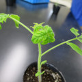 085005_20180530140224_01.JPG