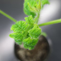 085005_20180530140249_01.JPG