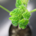 085005_20180530140251_01.JPG