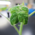 085005_20180530140304_01.JPG