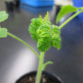 085005_20180530140326_01.JPG