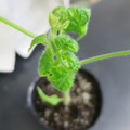 085005_20180530140341_01.JPG
