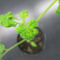 085005_20180530140522_01.JPG