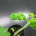085005_20180530140601_01.JPG