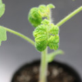 085005_20180530140647_01.JPG