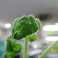 085005_20180530140658_01.JPG