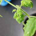 085005_20180530140712_01.JPG