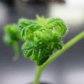 085005_20180530140717_01.JPG