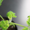085005_20180530140720_01.JPG