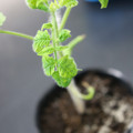 085005_20180530140827_01.JPG