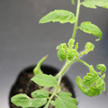 085005_20180530140840_01.JPG