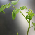085005_20180530140906_01.JPG